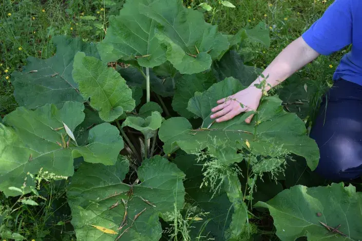 Lopuch větší Lopuch větší