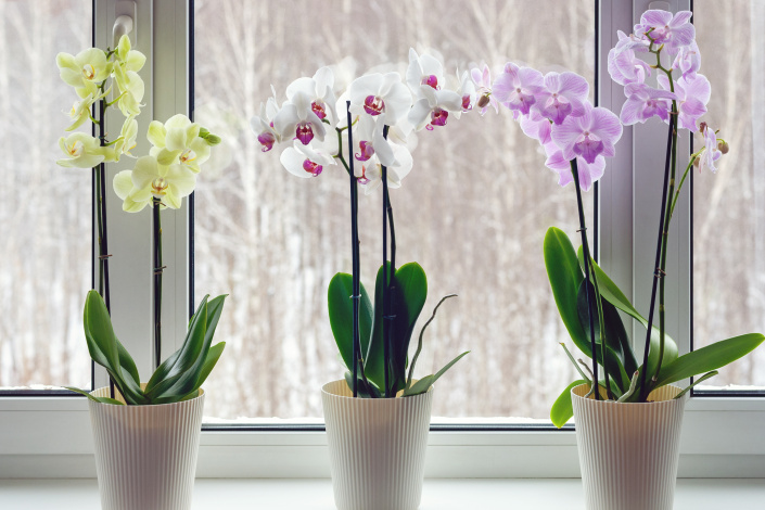 orchideje na parapetu