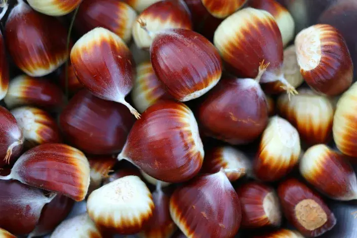 Jedlé kaštany Jedlé kaštany