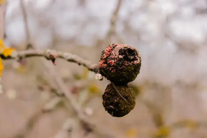 Mumifikované plody Mumifikované plody