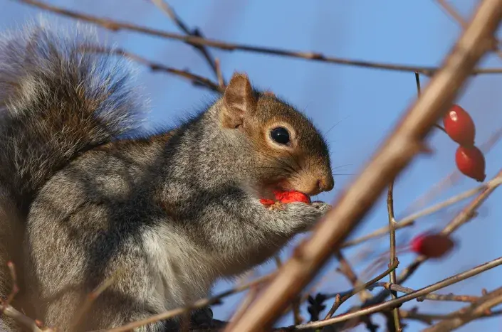 Sběr šípků Sběr šípků