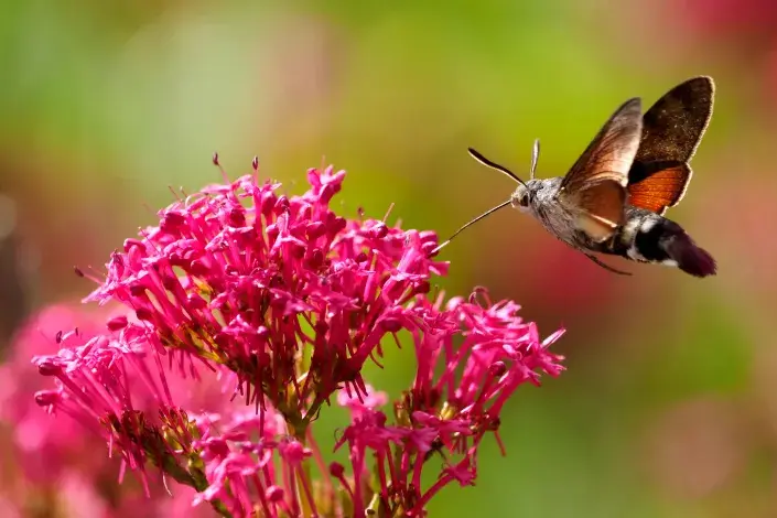 Mavuň milují i dlouhozobky Mavuň milují i dlouhozobky