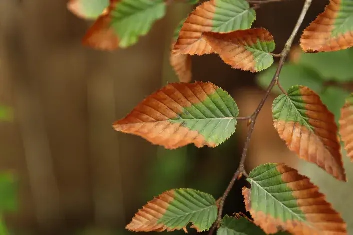 Houbová choroba na listech Houbová choroba na listech