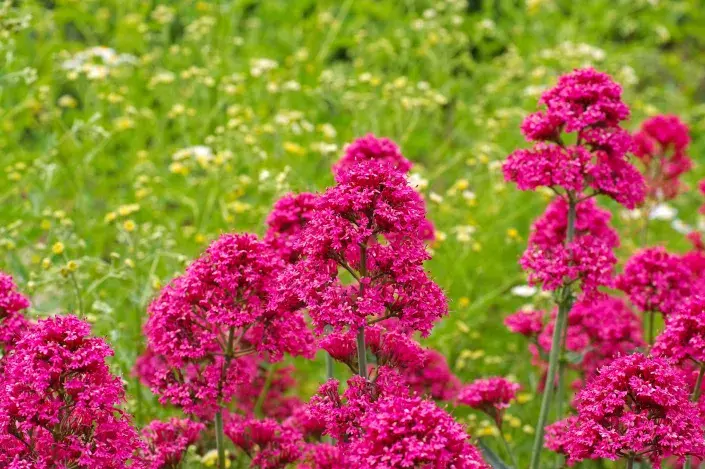 Mavuň červená Mavuň červená