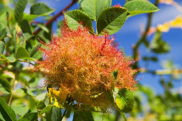 hálky žlabatek na růžích hálky žlabatek na růžích