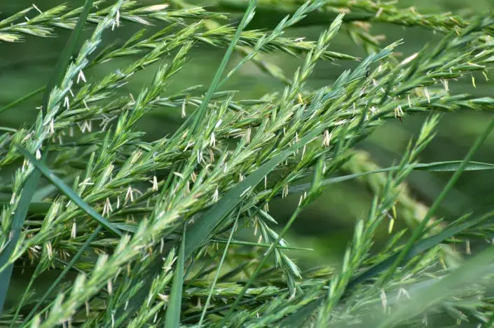 Pýr plazivý Pýr plazivý