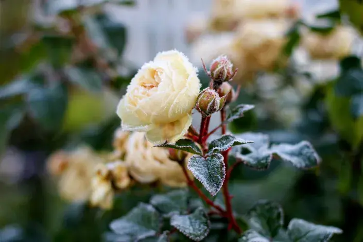 Růže v zimě