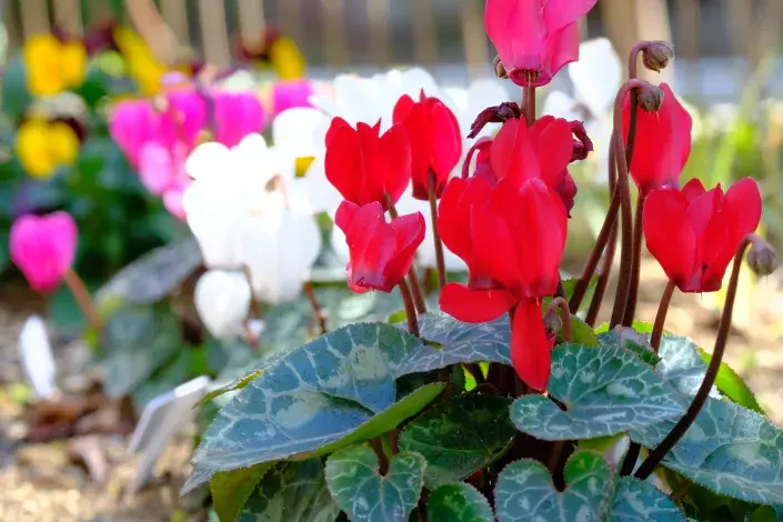 Bramboříky Bramboříky