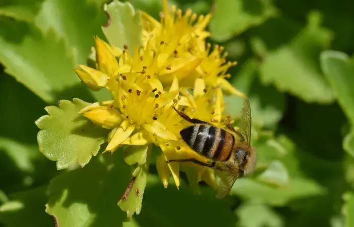 Rozchodník Rozchodník