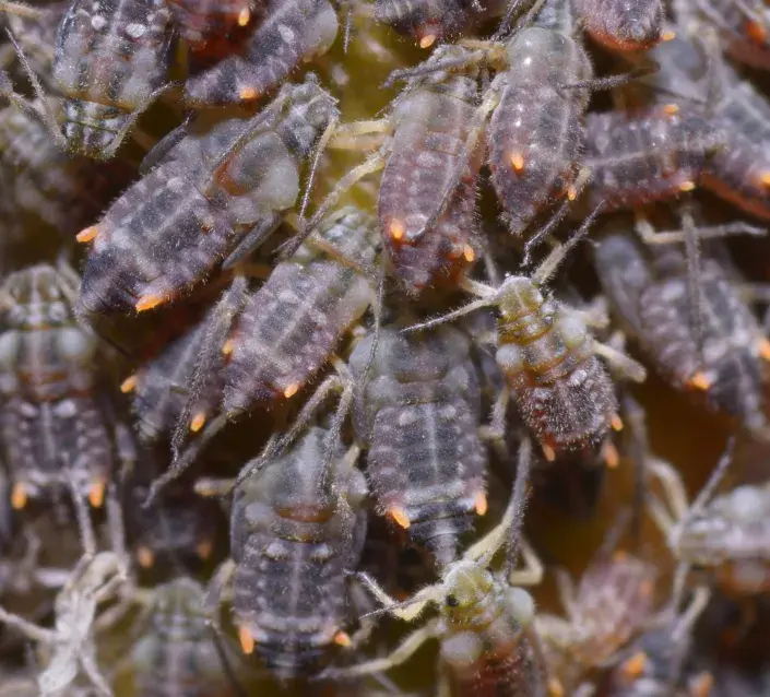 Mšice krvavá Mšice krvavá