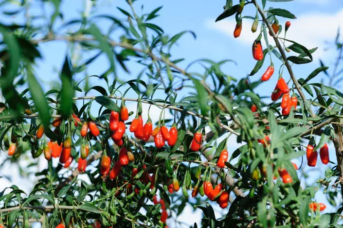 Kustovnice čínská neboli goji Kustovnice čínská neboli goji