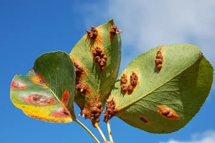 Výrůstky na rubu listu Výrůstky na rubu listu