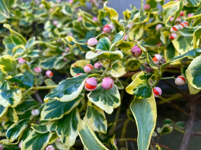 Brslen Fortuneův Brslen Fortuneův