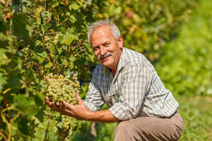 Péče o vinnou révu na podzim