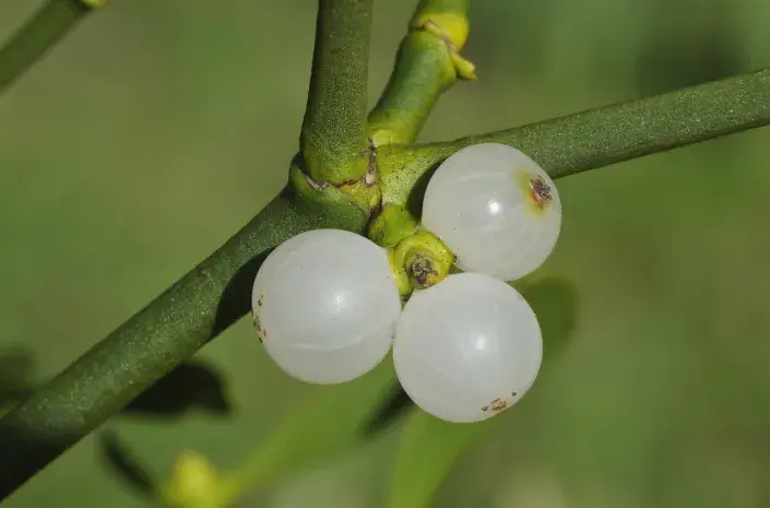 Plodem jmelí jsou bobule Plodem jmelí jsou bobule