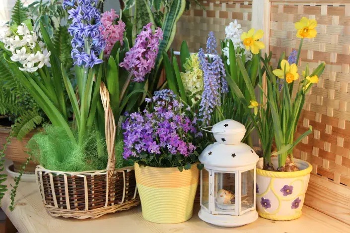 Jarní osázení cibulovinami Jarní osázení cibulovinami