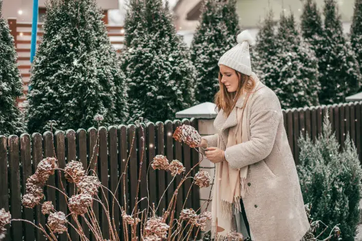 Zazimování trvalek Zazimování trvalek