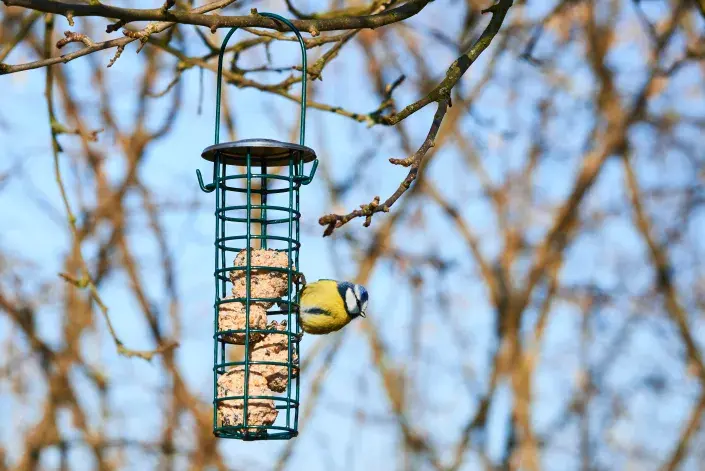 Sýkorka na krmítku sýkorka na krmítku
