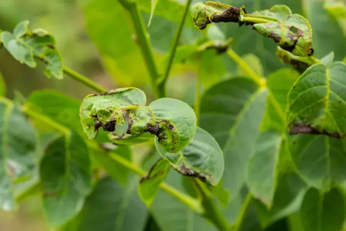 Antraknóza ořešáku Antraknóza ořešáku