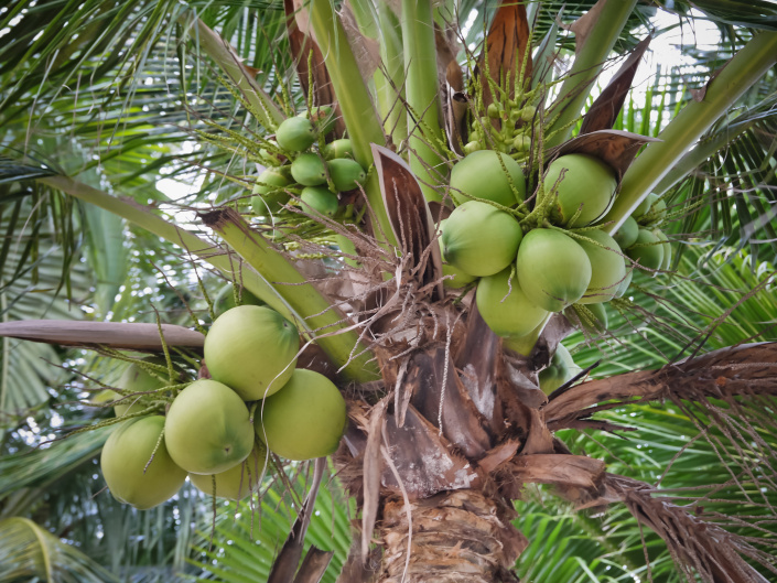 Kokosovník ořechoplodý