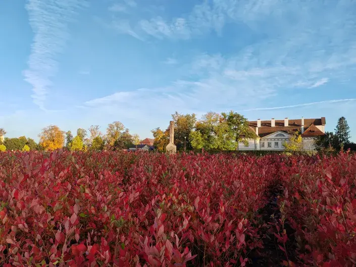 Pěstováni kanadských borůvek v Žehulicích Pěstováni kanadských borůvek v Žehulicích