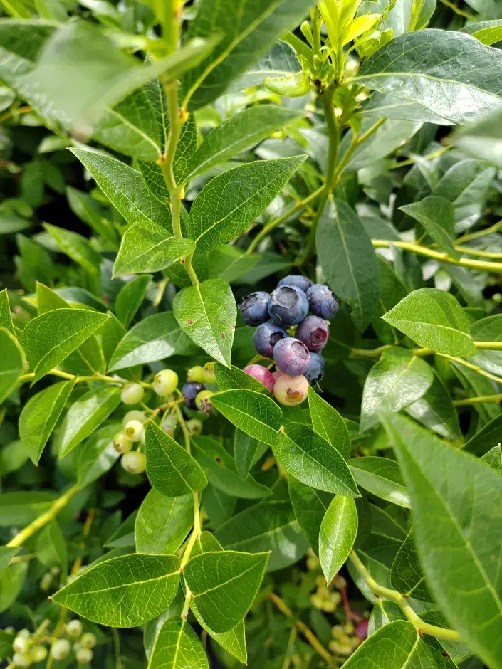 Kanadské borůvky Kanadské borůvky