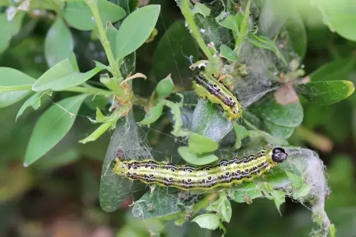 zavíječ zimostrázový zavíječ zimostrázový