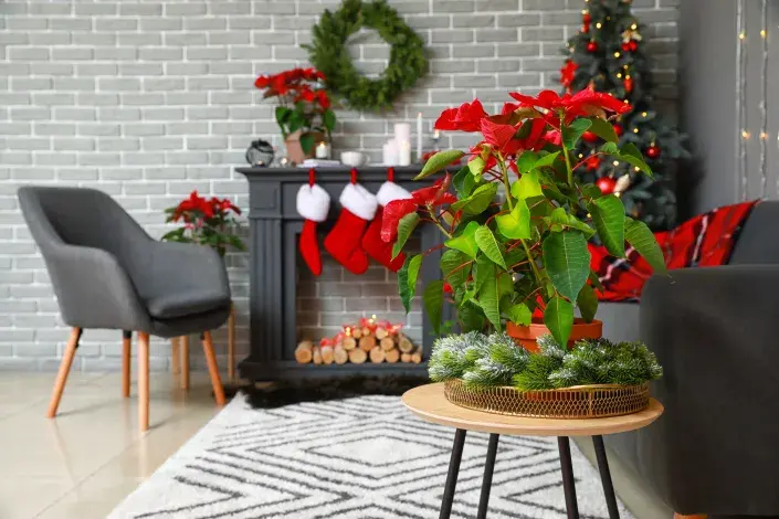 Rozkvetlá vánoční dekorace