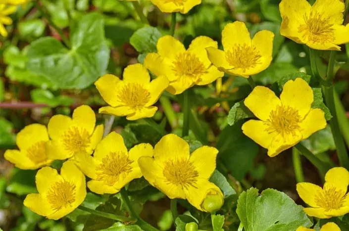 Blatouch bahenní Blatouch bahenní