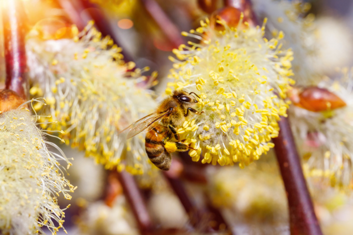 Jakmile začnou vrby nakvétat, včely se nemohou nabažit bohaté hostiny a okolí vrb připomíná spíše úl