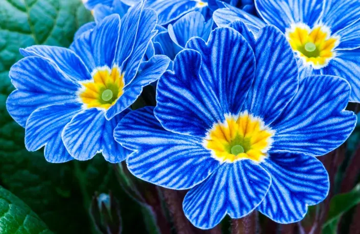 primule ´Zebrinus blue´ primule ´Zebrinus blue´