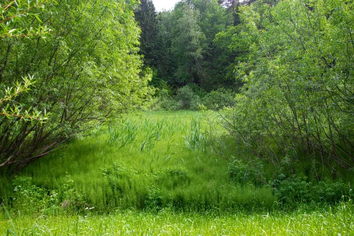 Rašeliniště místo zahrady Rašeliniště místo zahrady