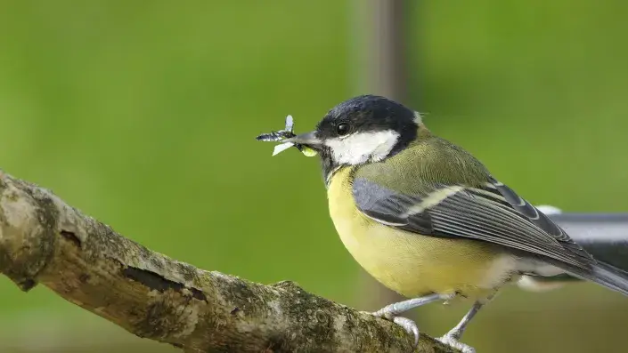 Sýkora koňadra  Sýkora koňadra