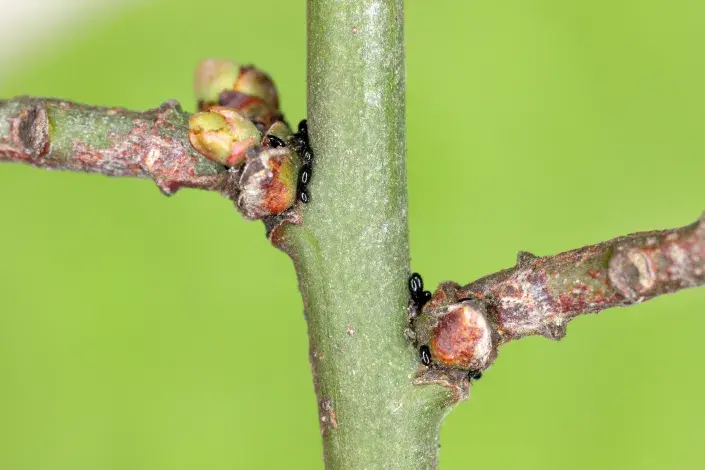 Vajíčka mšice u pupenů Vajíčka mšice u pupenů