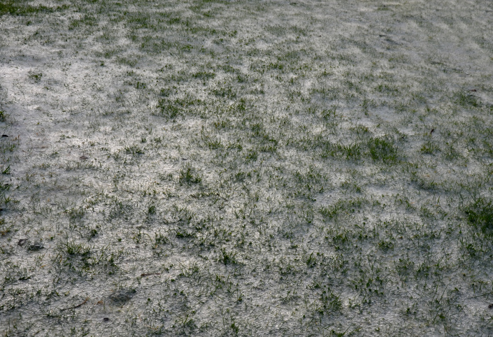 Plíseň sněžná v trávníku