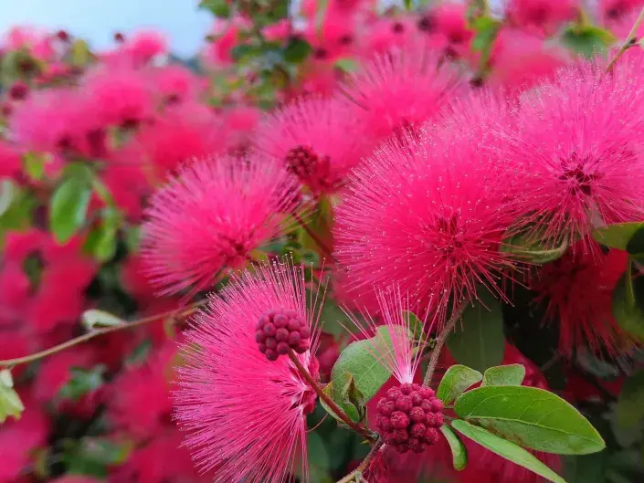 Kaliandra červenohlavá Kaliandra červenohlavá