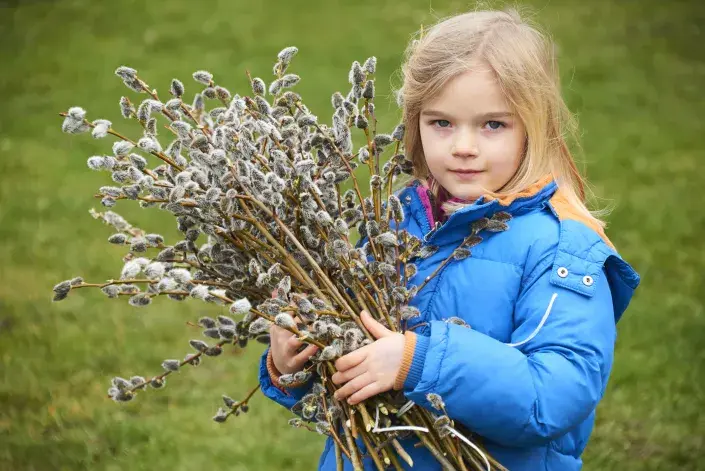 Na jaře kvetoucí vrba jíva