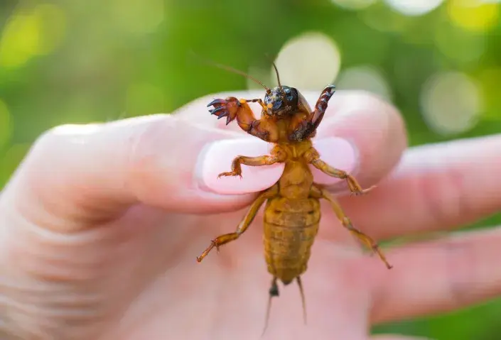 Krtonožka umí pěkně kousat Krtonožka umí pěkně kousat