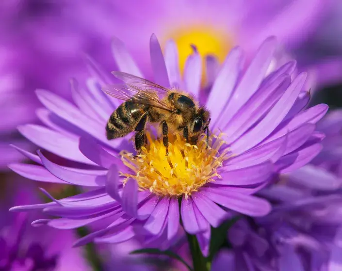 Podzimní květiny jsou pro včely důležité Podzimní květiny jsou pro včely důležité