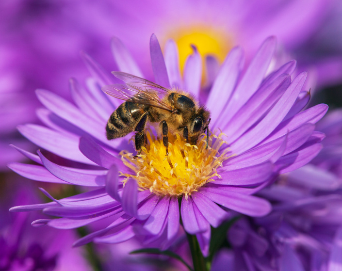 Podzimní květiny jsou pro včely důležité