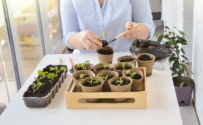 Výsev letniček Výsev letniček