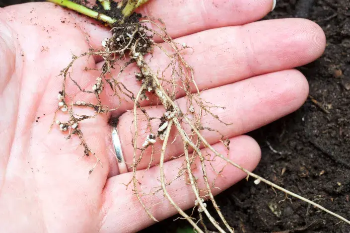 Hlízkovité bakterie na kořenech bobovitých rostlin Hlízkovité bakterie na kořenech bobovitých rostlin