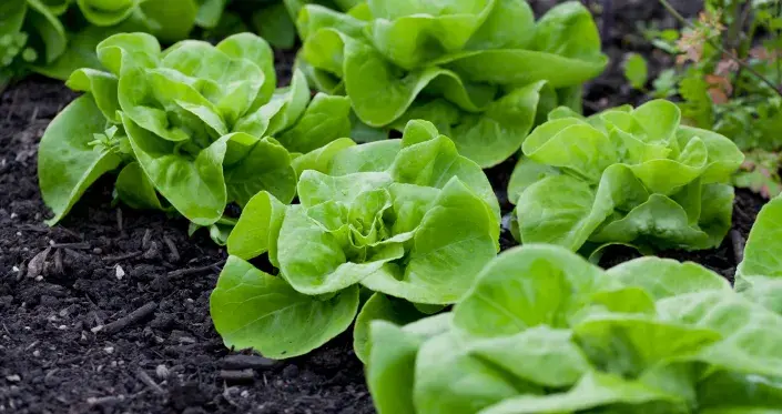 V březnu je čas na výsev salátu V březnu je čas na výsev salátu