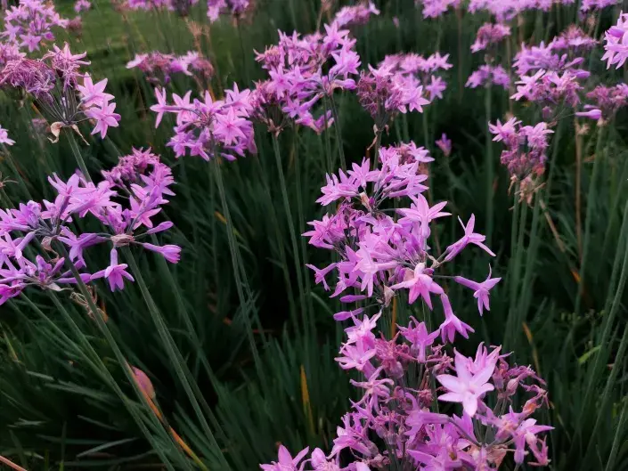 Česneková tráva rozhodně zasluhuje vaši pozornost Česneková tráva rozhodně zasluhuje vaši pozornost
