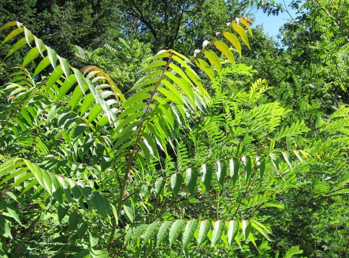 Pajasan žláznatý (Ailanthus altissima)