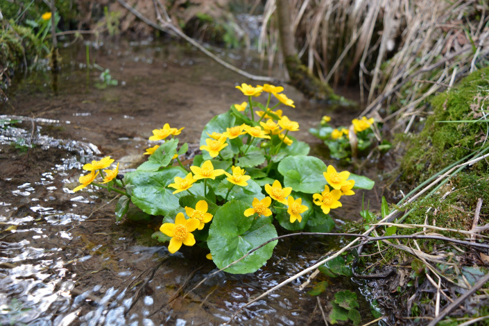 Blatouch bahenní (Caltha palustris)