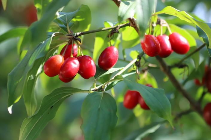Dřín obecný (Cornus mas)