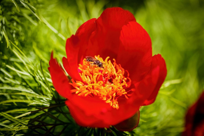 Pivoňka koprolistá (Paeonia tenuifolia)