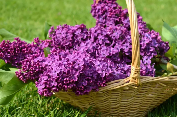 Natrhejte si léčivé květy šeříku Natrhejte si léčivé květy šeříku