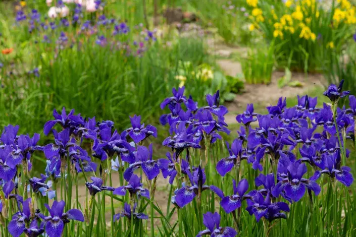 Dešťové záhony zadržují vodu v zahradě